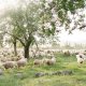Ovce merino - merino vlna jako zázračný materiál nejen pro čepice