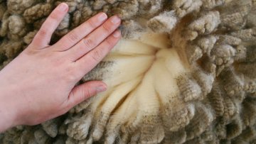 vlna merino