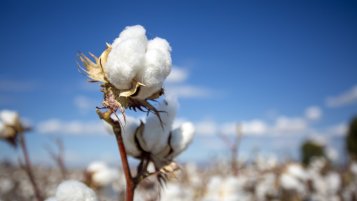 Bavlna - přírodní materiál nejen na čepice Bavlna - přírodní materiál nejen na čepice