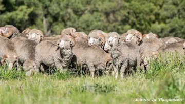 merino ovce farma Uruguay