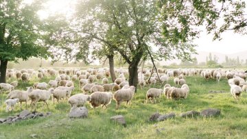 ovce Merino
